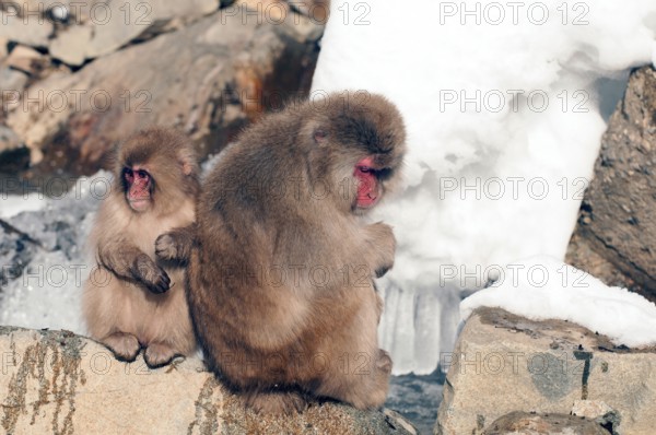 Japanese macaque or snow japanese monkey, sitting by the riverside (Macaca fuscata), Japan