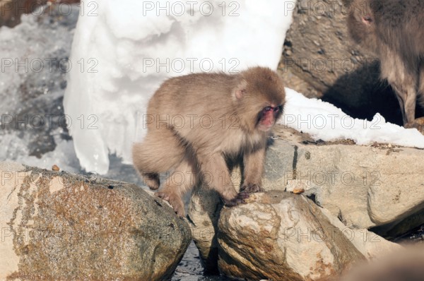 Japanese macaque or snow japanese monkey, walking by the riverside (Macaca fuscata), Japan