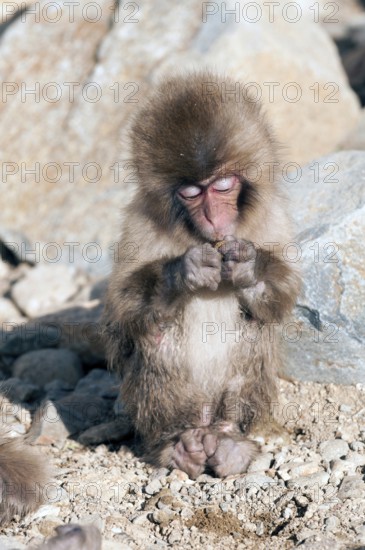 Japanese macaque or snow japanese monkey, baby eating (Macaca fuscata), Japan
