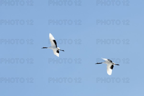 Japanese crane, Red-crowned crane (Grus japonensis), Flying, Japan