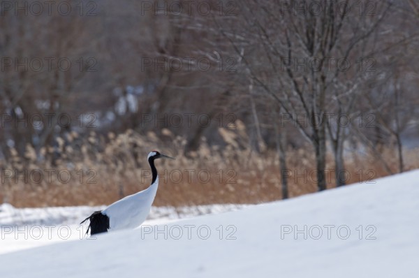 Japanese crane, Red-crowned crane (Grus japonensis), Japan