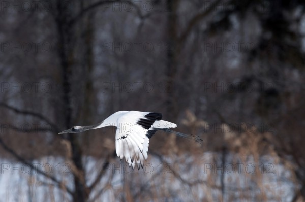 Japanese crane, Red-crowned crane (Grus japonensis), Young flying, Japan