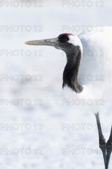 Japanese crane, Red-crowned crane (Grus japonensis), Japan