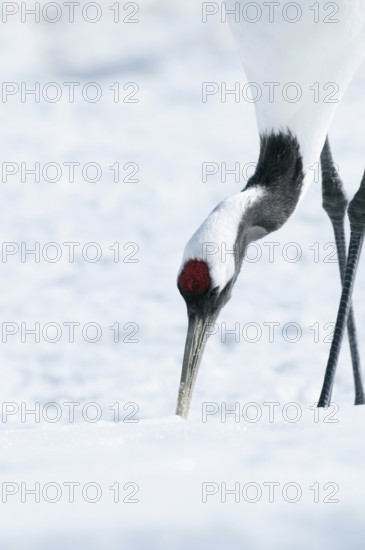 Japanese crane, Red-crowned crane (Grus japonensis), close-up, Japan