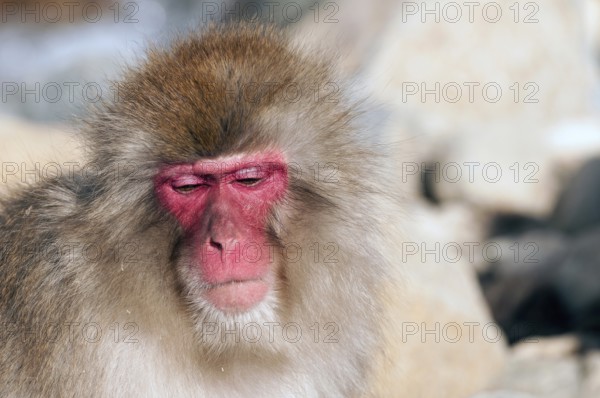 Japanese macaque or snow japanese monkey, portrait (Macaca fuscata), Japan