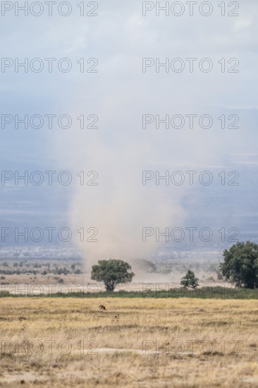 Sandstorm, windhose, savanna, Amboseli National Park, Rift Valley Province, Kenya