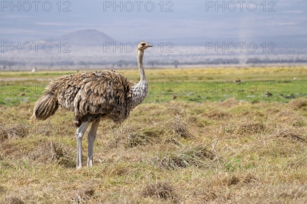African ostrich, Maasai ostrich (Struthio camelus massaicus), adult female, in the savanna, Amboseli National Park, Rift Valley Province, Kenya