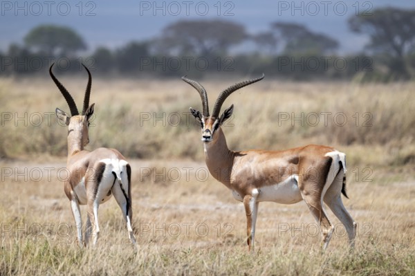 Southern Grant Gazelle (Nanger granti), two adult males, Amboseli National Park, Rift Valley Province, Kenya