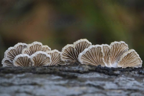 Autumn time, mushrooms in the forest, October, Germany