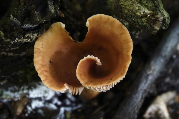 Autumn time, mushroom in the forest, October, Germany