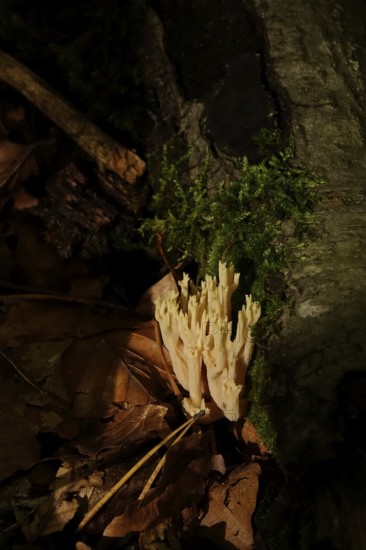 Autumn time, mushroom in the forest, October, Germany