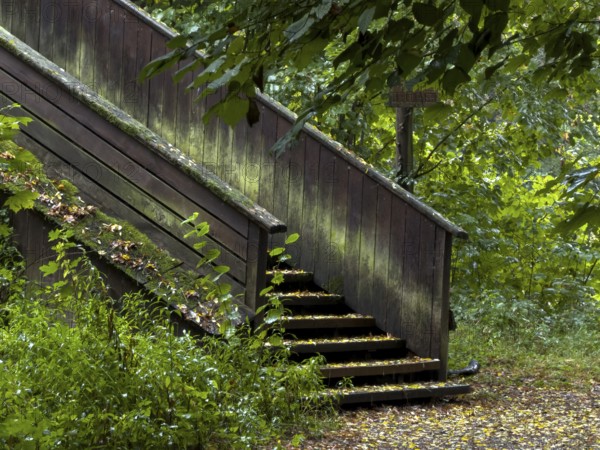 Hiking trail, Sentier du Steingiessen, Altwasser, branch on the Rhine, Strasbourg, France