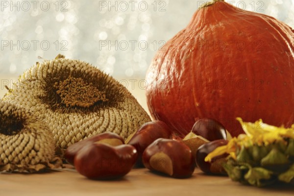 Autumn still life with pumpkin, sunflowers, chestnuts, October, Germany