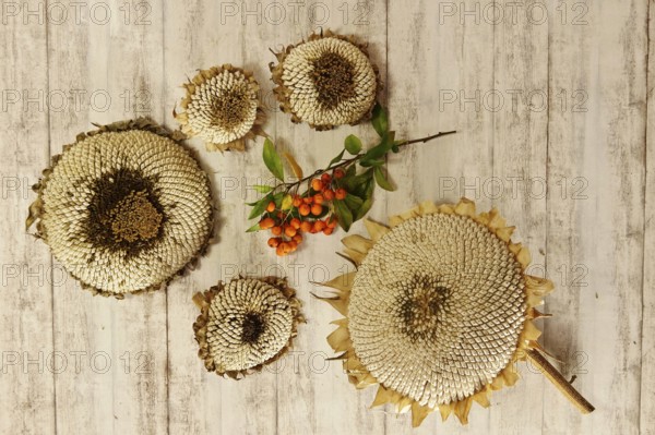 Autumn still life with sunflowers, October, Germany