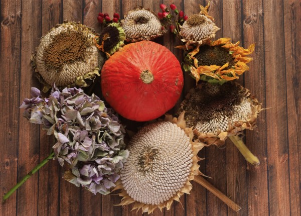 Autumn still life with pumpkin, sunflowers, October, Germany