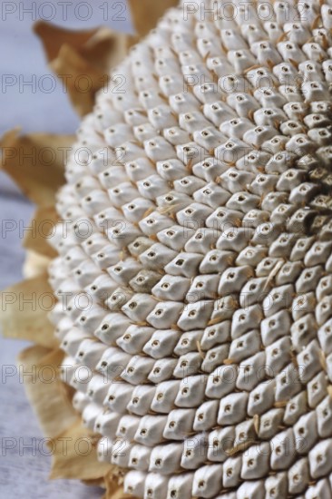 Autumn still life with sunflower, October, Germany