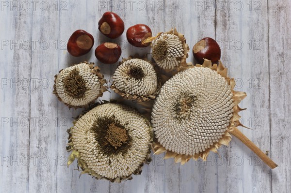 Autumn still life with sunflowers, chestnuts, October, Germany