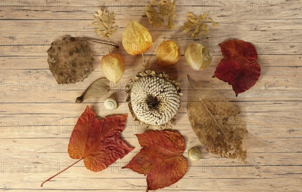Autumn still life with sunflower and autumn leaves, October, Germany