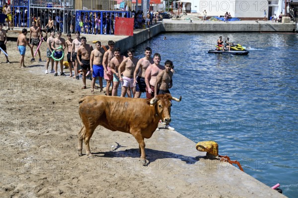 Bous a la Mar Fair, in English Bulls in the Sea, Bullfighting, Javea or Xàbia, Alicante Province, Comunidad Valenciana, Spain