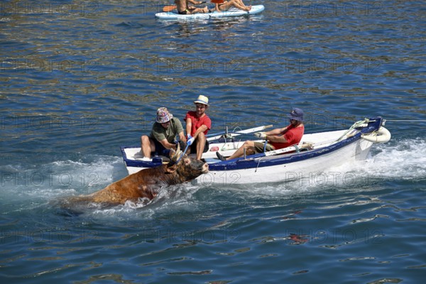 A bull is brought ashore by boat, Bous a la Mar, in English bulls in the sea, bullfighting, Javea or Xàbia, Alicante province, Comunidad Valenciana, Spain