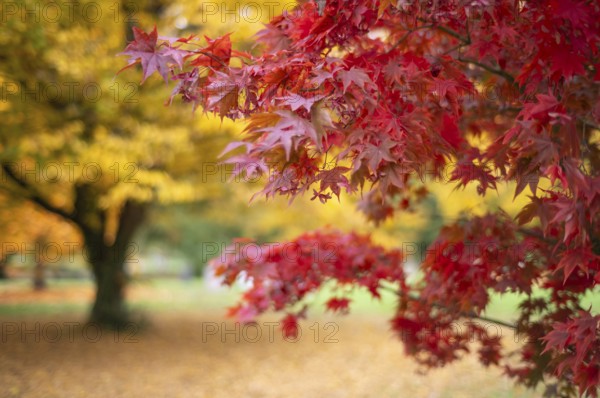 Maple, maple tree, red, autumn leaves, leaves, main cemetery, autumn, autumn, Stuttgart, Baden-Württemberg, Germany
