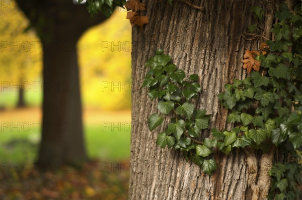 Ivy on tree trunk, main cemetery, autumn, autumn, autumn mood, Stuttgart, Baden-Württemberg, Germany