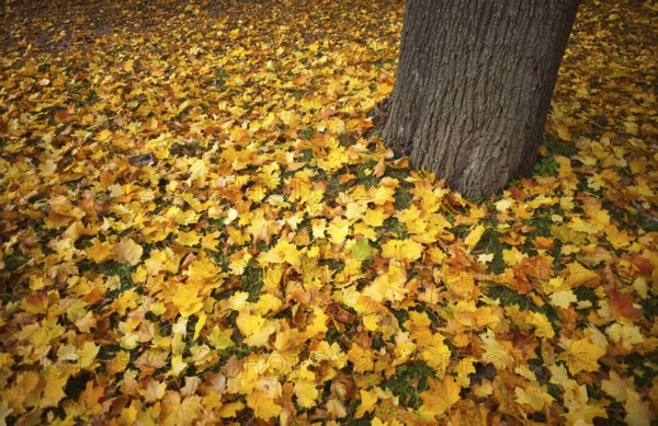 Autumn leaves, leaves, tree trunk, main cemetery, autumn, autumn, autumn mood, Stuttgart, Baden-Württemberg, Germany