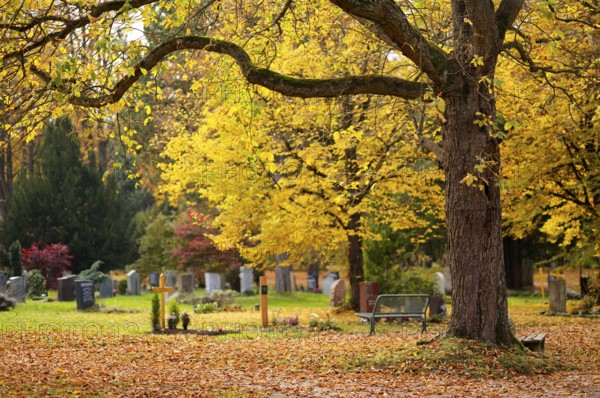 Grave, graves, tombstones, tree, autumn leaves, leaves, main cemetery, autumn, autumn mood, Stuttgart, Baden-Württemberg, Germany