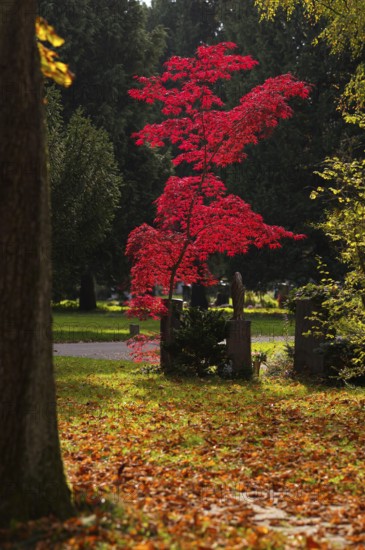 Maple, maple tree, red, trees, grave, graves, tombstones, park, autumn leaves, main cemetery, autumn, autumn, autumn mood, Stuttgart, Baden-Württemberg, Germany