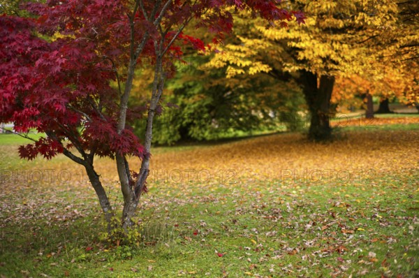 Maple tree, red, trees, park, autumn leaves, leaves, main cemetery, autumn, autumn, autumn mood, Stuttgart, Baden-Württemberg, Germany