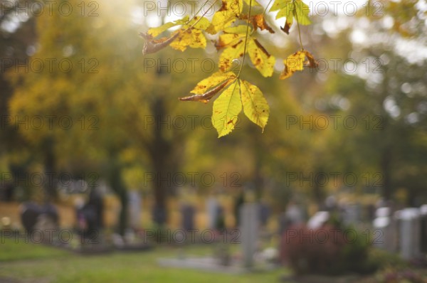 Leaves in front of grave, graves, tombstones, main cemetery, autumn, autumn mood, Stuttgart, Baden-Württemberg, Germany
