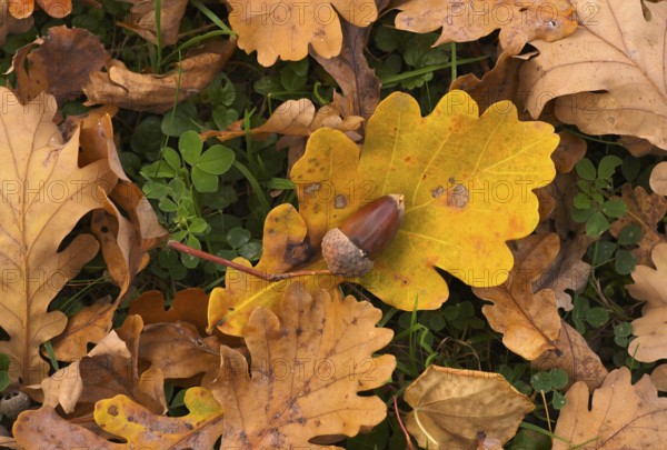 Close-up, acorn lying on oak leaf, leaf of an oak tree, autumn leaves, leaves, main cemetery, autumn, Stuttgart, Baden-Württemberg, Germany