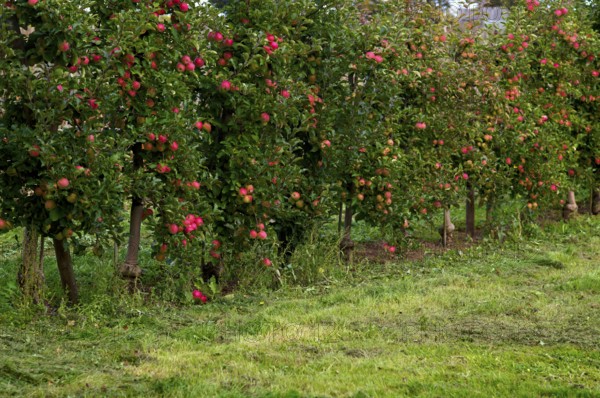 Apple orchard, apple trees, apples, apple farming, agriculture, Stuttgart, Baden-Württemberg, Germany