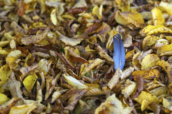 Dove feather, plume of a dove, lying in autumn leaves, main cemetery, autumn, Stuttgart, Baden-Württemberg, Germany