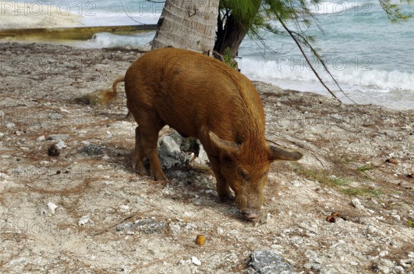 Pig, wild boar on Rangiroa beach in the South Pacific, Tahiti, French Polynesia
