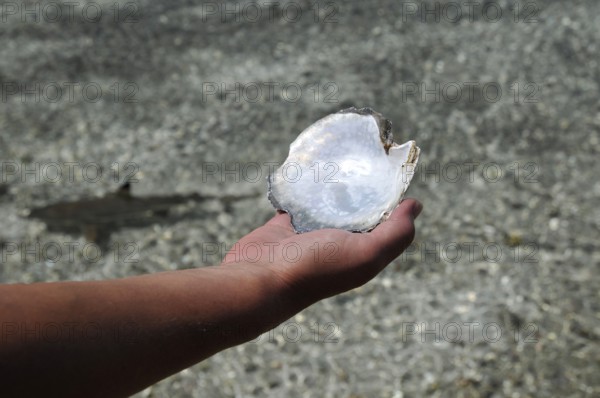 Pearl oyster shell, mussel in hand, South Seas, Fakarava, Tahiti, French Polynesia