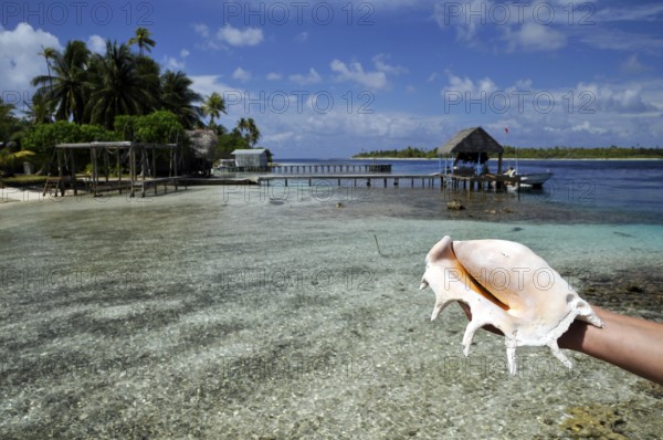 Sea shell, mussel in hand, South Pacific, Fakarava, Tahiti, French Polynesia