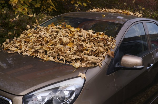 Autumn leaves, leaves, lying on windshield, car, KIA, Stuttgart, Baden-Württemberg, Germany