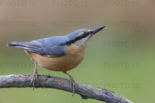 Nuthatch (Sitta europaea) sitting with its beak raised on rotten tree branch, mixed forest, Black Forest, Germany
