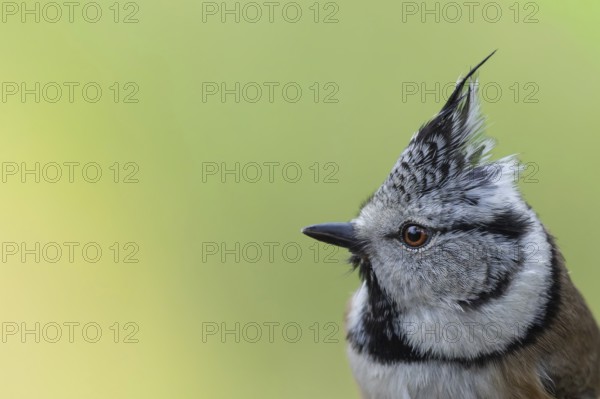 Crested tit (Parus cristatus) portrait of the side view of the head with raised bonnet, coniferous forest, Black Forest, Germany