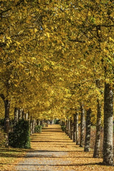 Alley with linden trees in autumn color and with yellow leaves on the ground in Ystad, Skåne County, Sweden, Scandinavia