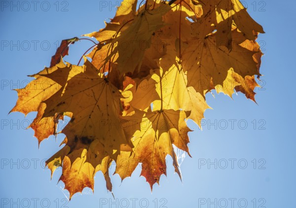 Maple leaves in autumn colors and backlight in Ystad, Skåne County, Sweden, Scandinavia