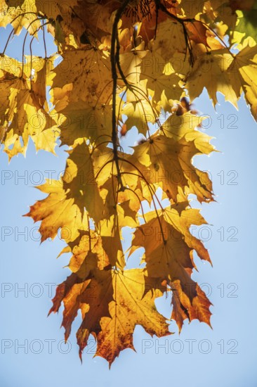 Maple leaves in autumn colors and backlight in Ystad, Skåne County, Sweden, Scandinavia