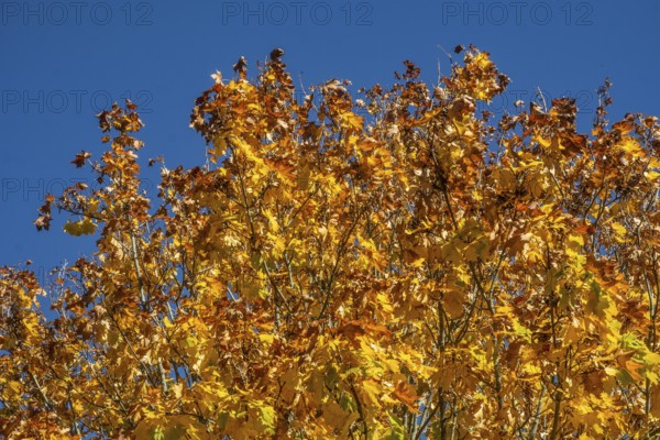 Maple leaves in autumn colors in Ystad, Skåne County, Sweden, Scandinavia