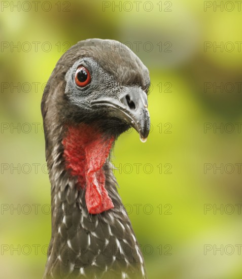 Crested Guane (Penelope purpurascens) portrait photo, La Fortuna, Costa Rica, Central America