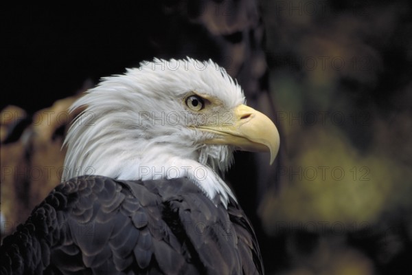Bald Eagle (Haliaeetus leucocephalus), Nuremberg Zoo, Nuremberg, Middle Austria, Bavaria, Germany