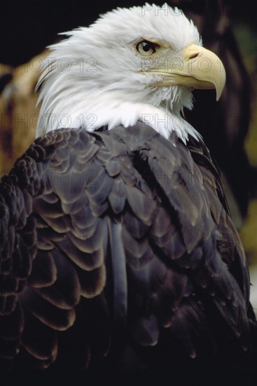 Bald Eagle (Haliaeetus leucocephalus), Nuremberg Zoo, Nuremberg, Middle Austria, Bavaria, Germany