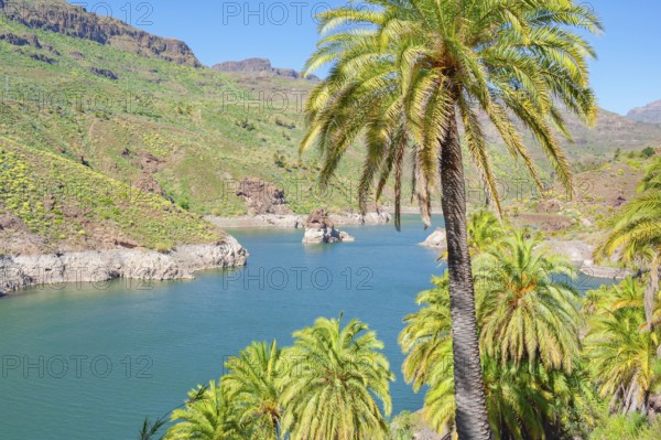 Palm trees, Presa de la Sorrueda, Gran Canaria, Canary Islands, Spain