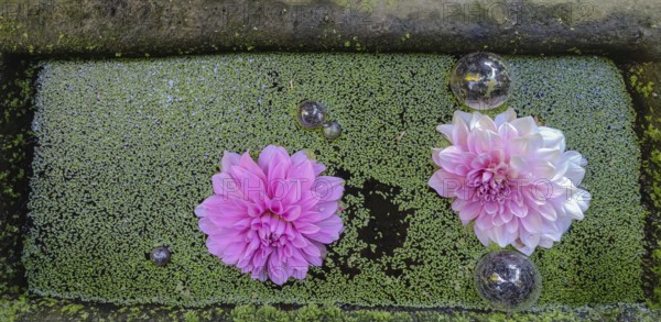 Dahlia flowers floating in a water basin, Münsterland, North Rhine-Westphalia, Germany