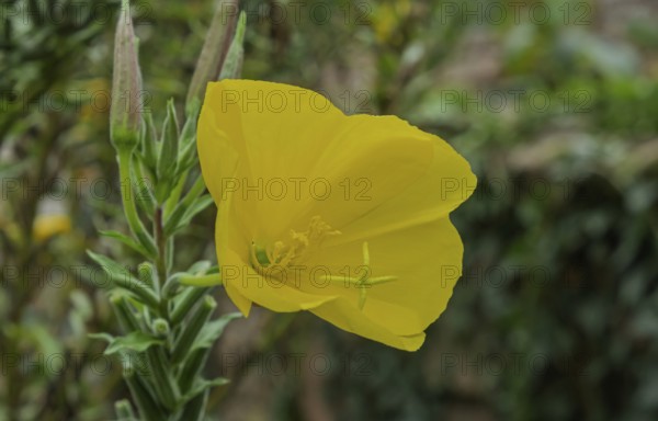 Evening primrose (Oenothera) flowers, Alsace, France
